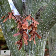 Attēlu rezultāti vaicājumam “Acer rufinerve”