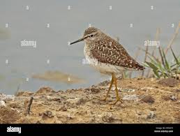 Attēlu rezultāti vaicājumam “Tringa glareola adult”