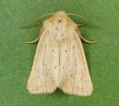 Attēlu rezultāti vaicājumam “Chortodes fluxa”