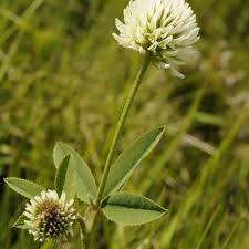Attēlu rezultāti vaicājumam “Trifolium montanum leaf”