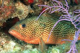 Image result for Epinephelus guttatus