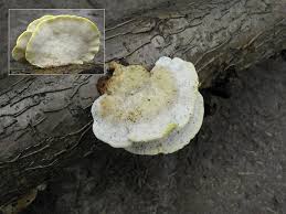 Attēlu rezultāti vaicājumam “Antrodiella serpula”