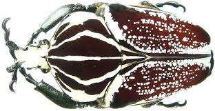 Attēlu rezultāti vaicājumam “Tetratomidae”