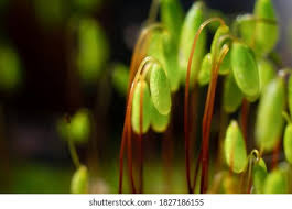 Attēlu rezultāti vaicājumam “Bryum amblyodon sporophyte”