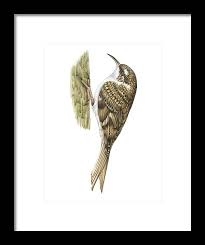 Attēlu rezultāti vaicājumam “Certhia familiaris”