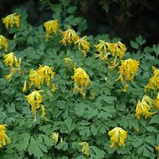 Attēlu rezultāti vaicājumam “Corydalis”