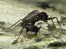 Attēlu rezultāti vaicājumam “Cricotopus male”