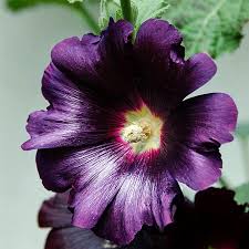 Image result for Alcea rosea