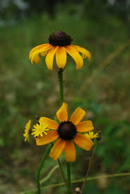 Attēlu rezultāti vaicājumam “Rudbeckia hirta var. hirta”