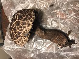 Attēlu rezultāti vaicājumam “Strobilomyces strobilaceus”