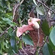 Attēlu rezultāti vaicājumam “Harmandia”