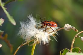 Attēlu rezultāti vaicājumam “Eurydema dominulus”