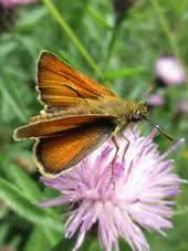 Attēlu rezultāti vaicājumam “Thymelicus sylvestris underside”