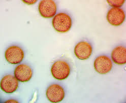Attēlu rezultāti vaicājumam “Lycogala cf. oleocrystalliferum”