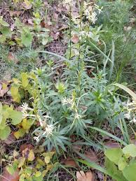 Attēlu rezultāti vaicājumam “Silene tatarica”