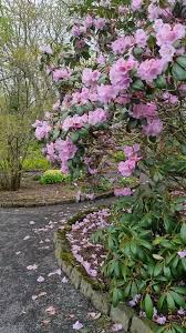 Attēlu rezultāti vaicājumam “Rhododendron sichotense”