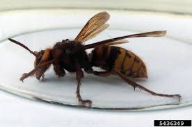 Attēlu rezultāti vaicājumam “Vespa crabro”