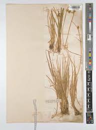 Attēlu rezultāti vaicājumam “Carex scandinavica”