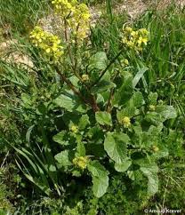 Attēlu rezultāti vaicājumam “Sinapis arvensis”