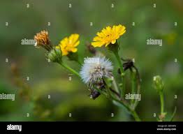 Attēlu rezultāti vaicājumam “Hieracium laevigatum”