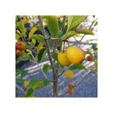 Attēlu rezultāti vaicājumam “Crataegus x macrocarpa fruit”
