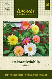 Image result for Dahlia x pinnata `Decorative Giants`