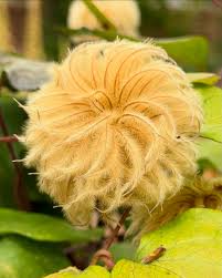 Attēlu rezultāti vaicājumam “Clematis fruit”