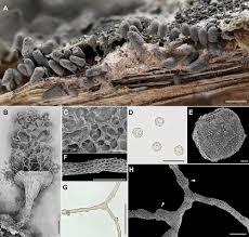 Attēlu rezultāti vaicājumam “Arcyria affinis spores”