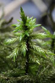 Attēlu rezultāti vaicājumam “Ceratodon purpureus”