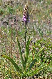 Attēlu rezultāti vaicājumam “Gymnadenia conopsea”