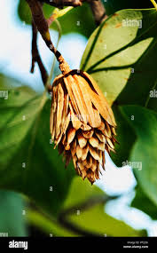 Attēlu rezultāti vaicājumam “Liriodendron tulipifera fruit”