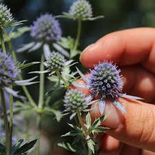 Image result for Edeldistel