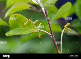 Attēlu rezultāti vaicājumam “Pristiphora maesta larva”