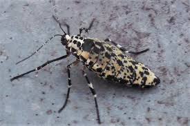 Attēlu rezultāti vaicājumam “Erannis defoliaria imago”