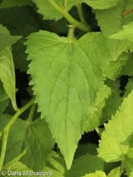 Attēlu rezultāti vaicājumam “Campanula latifolia leaf”