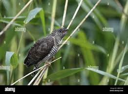 Attēlu rezultāti vaicājumam “Cuculus canorus juvenile”