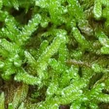 Attēlu rezultāti vaicājumam “Hypnum cupressiforme var. lacunosum”