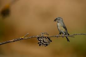 Image result for Loxia curvirostra