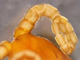 Attēlu rezultāti vaicājumam “Myriosclerotinia scirpicola”