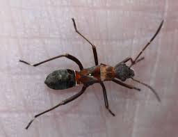 Attēlu rezultāti vaicājumam “Alydus calcaratus”