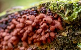 Attēlu rezultāti vaicājumam “Diachea leucopodia stalked”