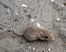 Attēlu rezultāti vaicājumam “Rodentia”