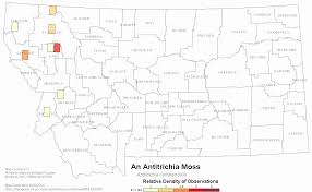 Attēlu rezultāti vaicājumam “Antitrichia curtipendula sporophyte”