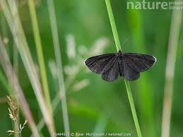 Attēlu rezultāti vaicājumam “Odezia atrata”