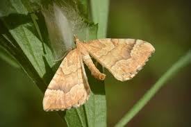 Attēlu rezultāti vaicājumam “Eulithis mellinata”