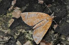 Attēlu rezultāti vaicājumam “Eulithis testata”