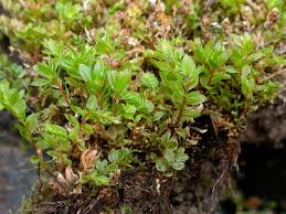 Attēlu rezultāti vaicājumam “Mnium lycopodioides”