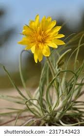 Attēlu rezultāti vaicājumam “Tragopogon heterospermus bud”