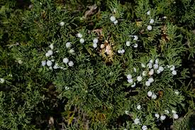 Attēlu rezultāti vaicājumam “Juniperus sabina”