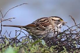 Image result for Zonotrichia albicollis